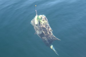 Halibut in the Water