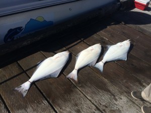 3 halibut