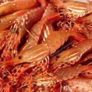 BC-Spot-Prawn-2-450×337