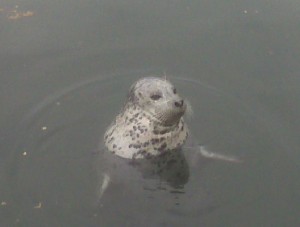 Sea Lion Fan of Hook N Them Up